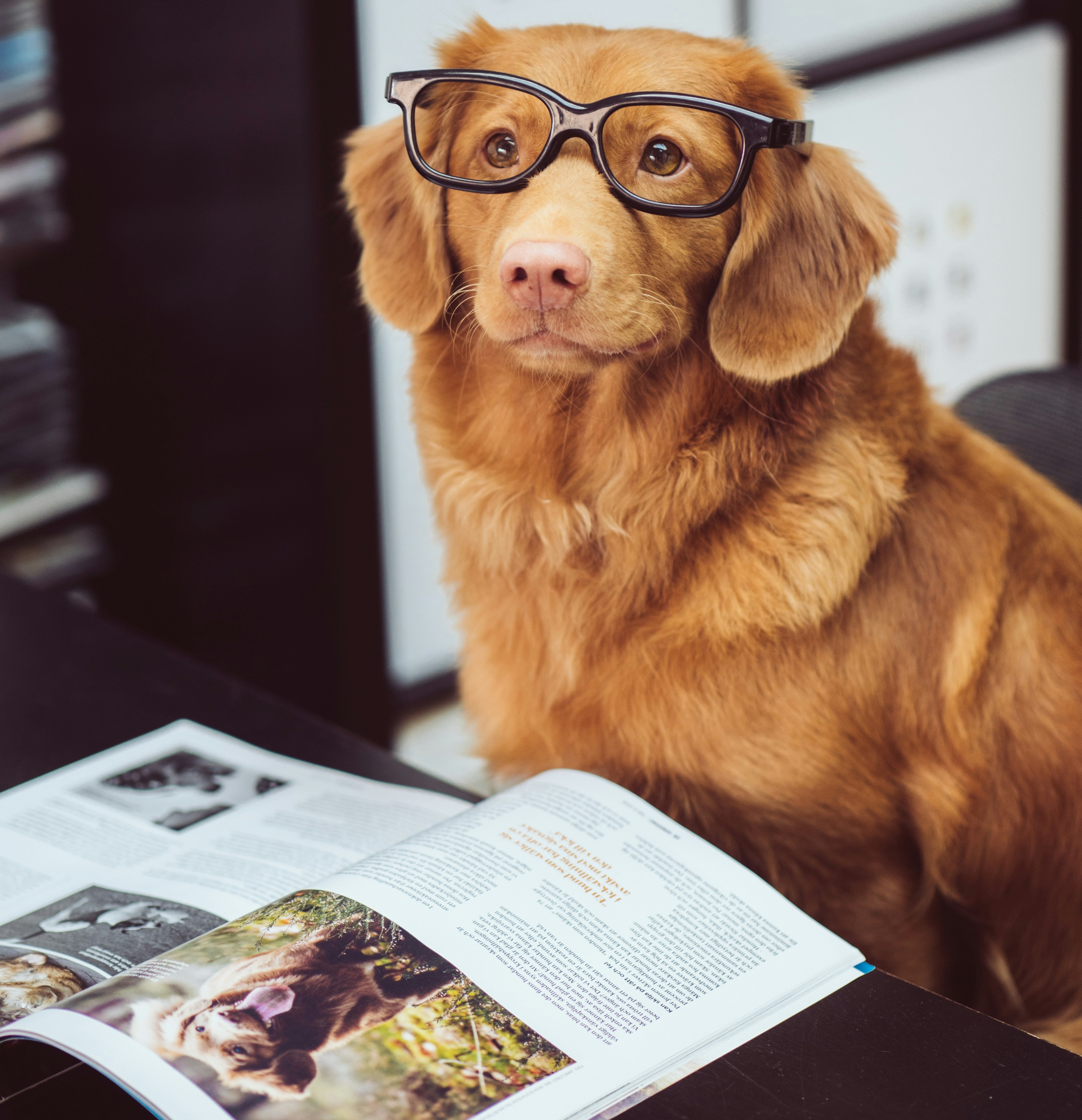 Pet Friendly Complexes